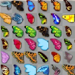 Butterfly kyodai